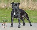 Staffordshire Bull Terrier